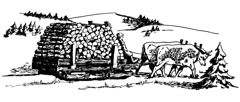 Oxen Pulling Logs